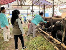 Jelang Idul Adha 1446 H, Disbunnak Batola Pastikan Ternak Aman dan Sehat
