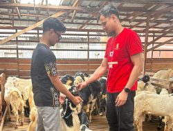 Dua Pekan Jelang Idul Adha, Penjualan Hewan Kurban di Banjarmasin Meningkat Tajam