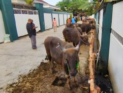 Pemprov Kalsel Imbau Minimalisir Penggunaan Kantong Plastik Saat Pembagian Daging Kurban
