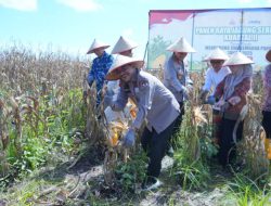 Supian HK Apresiasi Polda Kalsel atas Keberhasilan Panen Raya Jagung di Lahan Basah