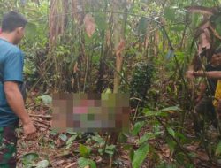 Temuan Mayat Tanpa Kepala Loksado, Polres HSS Komitmen Tuntaskan Kasus