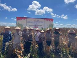 Polda Kalsel Panen Raya 41 Ton Jagung di Lahan Rawa Yang Dulunya Tak Berfungsi