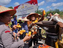 Pemkab Balangan Sinergi dengan Polri dan Presiden RI dalam Panen Raya Jagung Nasional