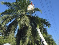 PLN Pastikan Keandalan Listrik Jelang Hari Kemerdekaan, Jalur SUTT Cempaka–Bandara Dibersihkan dari Pohon Kritis
