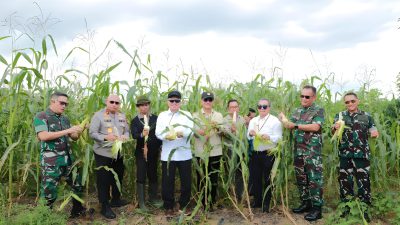 Gubernur Kalsel H. Muhidin Panen Jagung dan Kopi Robusta di Lahan Rektor ULM: Patut Dicontoh