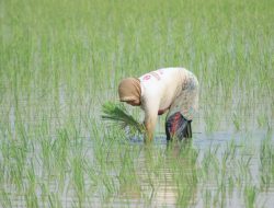 Produksi Padi Kalsel Tembus 650 Ribu Ton, Siap Banjiri Pasar hingga Bantu Daerah Tetangga