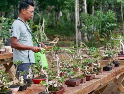 Pameran Bonsai Warnai Halaman Kantor PKK Desa Sumber Rejeki