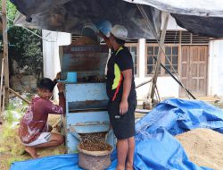 Produksi Benih Berkualitas Capai Puluhan Ton, UPB Sungai Tabuk Jadi Andalan Kalsel