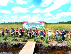 Polda Kalsel Panen Jagung 700 Ton Hasil Optimalisasi Lahan Rawa