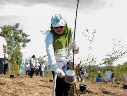 Penanaman Pohon di Bukit Batu, Upaya PT PLN Lakukan Perbaikan Ekosistem dan Penurunan Emisi Karbon