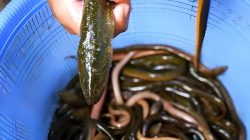 Belut Kalsel Tembus Pasar Negeri Sakura, Pemprov Dorong Pelaku Usaha Bersaing di Pasar Global