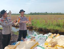 Polresta Banjarmasin Panen Jagung Kuartal IV, Meski Lahan Sempat Terendam Banjir