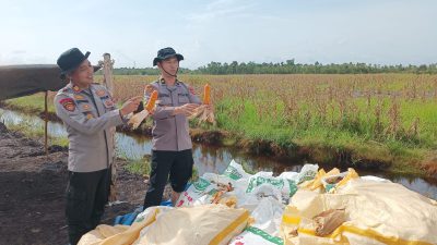 Polresta Banjarmasin Panen Jagung Kuartal IV, Meski Lahan Sempat Terendam Banjir