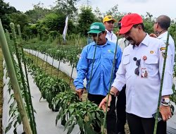 Kendalikan Inflasi Dari Sawah Jelang Ramadan, Pemprov Kalsel Perkuat Produksi Cabai dan Bawang