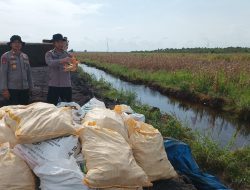 Polresta Banjarmasin Tuntaskan Panen Jagung di Lahan Rawa