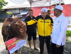 Kapolda Kalsel Serahkan Sapi Limosin Super untuk Haul Guru Zuhdi ke-6