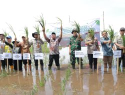 Tanam Serempak Program Cetak Sawah Rakyat Digelar di Mandastana