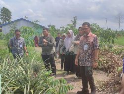 Monitoring Hilirisasi Nanas dan LTT Padi, Kementan Tinjau Langsung ke Barito Kuala