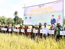 Panen Padi Kaya Gizi di Karang Intan Tembus 7,9 Ton, Pemprov Kalsel Tekan Stunting dari Sawah