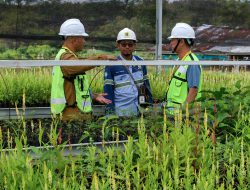 Hasnur Group Gandeng Mitra Global Kembangkan Pongamia di Lahan Bekas Tambang Tapin