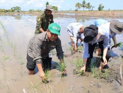 Benih Lokal Dipesan Saat Baru Ditanam, Siam Madu Murakata Kian Diburu Petani