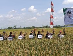 Panen Raya Padi, HST Perkuat Ketahanan Pangan Nasional