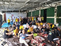 YN’S Center Distribusikan 18 Ekor Sapi Kurban di Lima Kecamatan Kota Banjarmasin