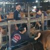 330 Sapi Kurban Masuk RPH Basirih, DKP3 Banjarmasin Pastikan Bebas PMK