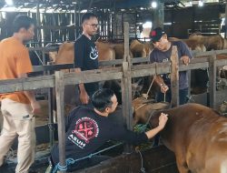 330 Sapi Kurban Masuk RPH Basirih, DKP3 Banjarmasin Pastikan Bebas PMK