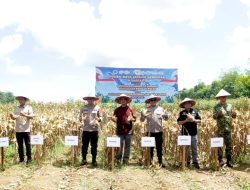 Panen 100 Ton Jagung, Polda Kalsel Perkuat Ketahanan Pangan Nasional