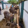 Pertahankan Rekor Kurban Iduladha Terbanyak di Kalsel, Masjid Al Jihad Bakal Sembelih 100 Sapi