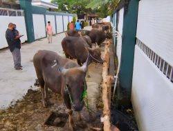Pertahankan Rekor Kurban Iduladha Terbanyak di Kalsel, Masjid Al Jihad Bakal Sembelih 100 Sapi