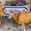 Idul Adha 1447 Hijriah, PWI Kalsel Akan Sembelih 3 Ekor Sapi