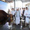 Sapi Bantuan Presiden Bobot 1,3 Ton Diserahkan ke Sabilal Muhtadin, Muhidin Ajak Warga Perkuat Semangat Berbagi