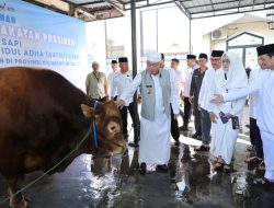 Sapi Bantuan Presiden Bobot 1,3 Ton Diserahkan ke Sabilal Muhtadin, Muhidin Ajak Warga Perkuat Semangat Berbagi