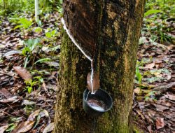 Harga Karet di Pengepul Tembus Rp17 Ribu Perkilo, Petani Harapkan Tidak Turun Lagi