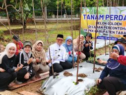 Bupati Tabalong Tanam Perdana 300 Bibit Melon Golden, Dorong Ketahanan Pangan Keluarga