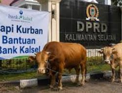 Bank Kalsel Kurban 21 Ekor Sapi