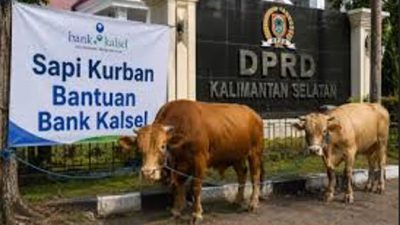 Bank Kalsel Kurban 21 Ekor Sapi