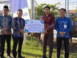 Rayakan Idul Adha, Bank Kalsel Cabang Paringin Bagikan 24 Sapi Kurban