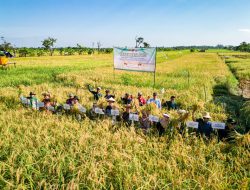 Panen Melimpah di Bangkal, Banjarbaru Tancap Gas Wujudkan Swasembada Pangan