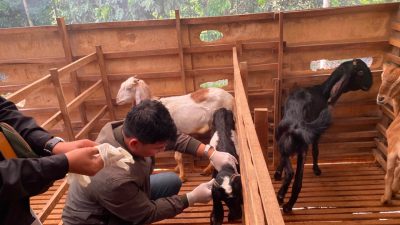 DKP3 Balangan Gelar Surveilans dan Pelayanan Kesehatan Hewan di Dua Kecamatan