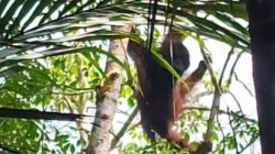 Kemunculan Orangutan di Tabalong