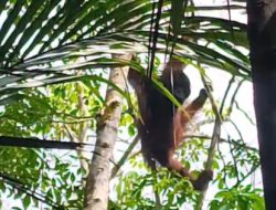 Kemunculan Orangutan di Tabalong, Polsek Banua Lawas Koordinasi Evakuasi