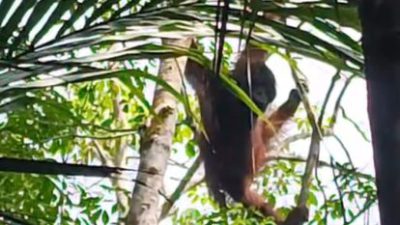 Kemunculan Orangutan di Tabalong