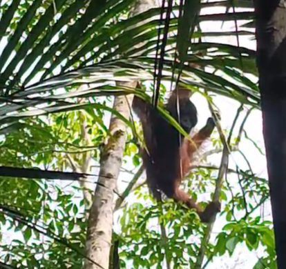 Kemunculan Orangutan di Tabalong