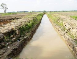 Kemarau Panjang Ancam Pertanian Kalsel, 6.691 Hektare Sawah Terdampak Kekeringan