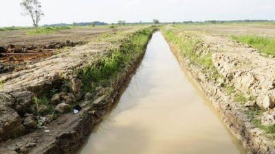 Kemarau Panjang Ancam Pertanian Kalsel, 6.691 Hektare Sawah Terdampak Kekeringan