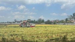 Jerami hasil panen dibiarkan di lahan untuk diolah kembali menjadi kompos. Langkah ini bagian upaya pengolahan lahan tanpa membakar selama musim kemarau.