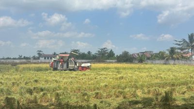 Jerami hasil panen dibiarkan di lahan untuk diolah kembali menjadi kompos. Langkah ini bagian upaya pengolahan lahan tanpa membakar selama musim kemarau.